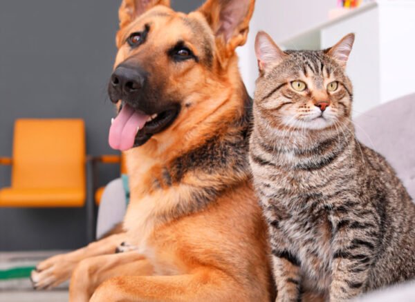 1920x1080-pets-rotina-960x540-1 (1)