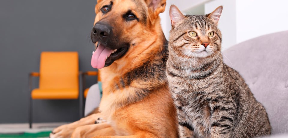 1920x1080-pets-rotina-960x540-1 (1)